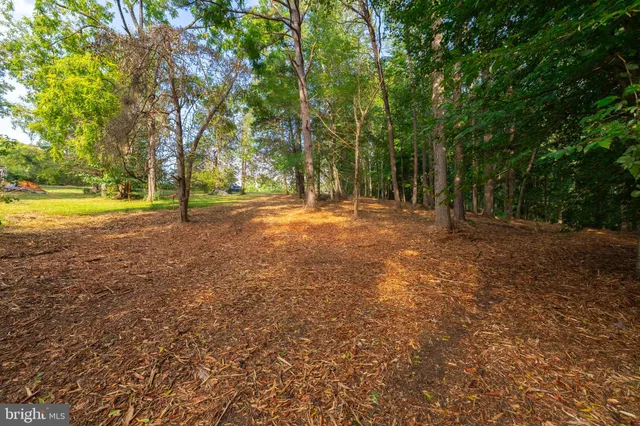 a view of backyard with large trees