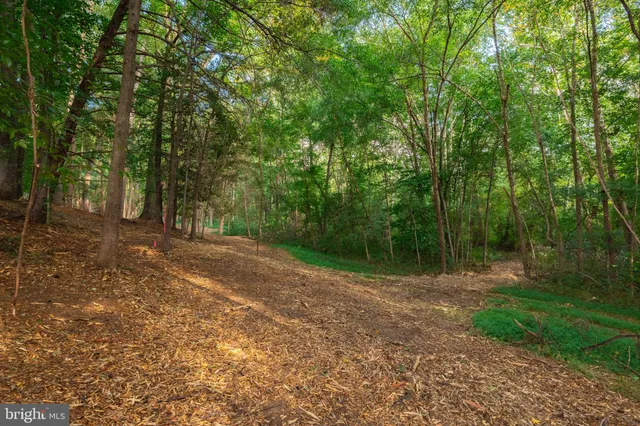 a view of a forest with trees in the background