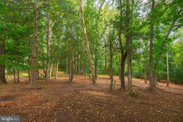 a view of outdoor space with lots of trees