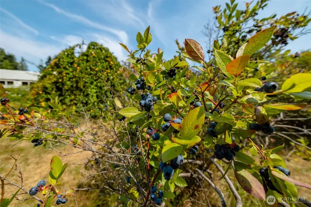 a view of a plant with a plant