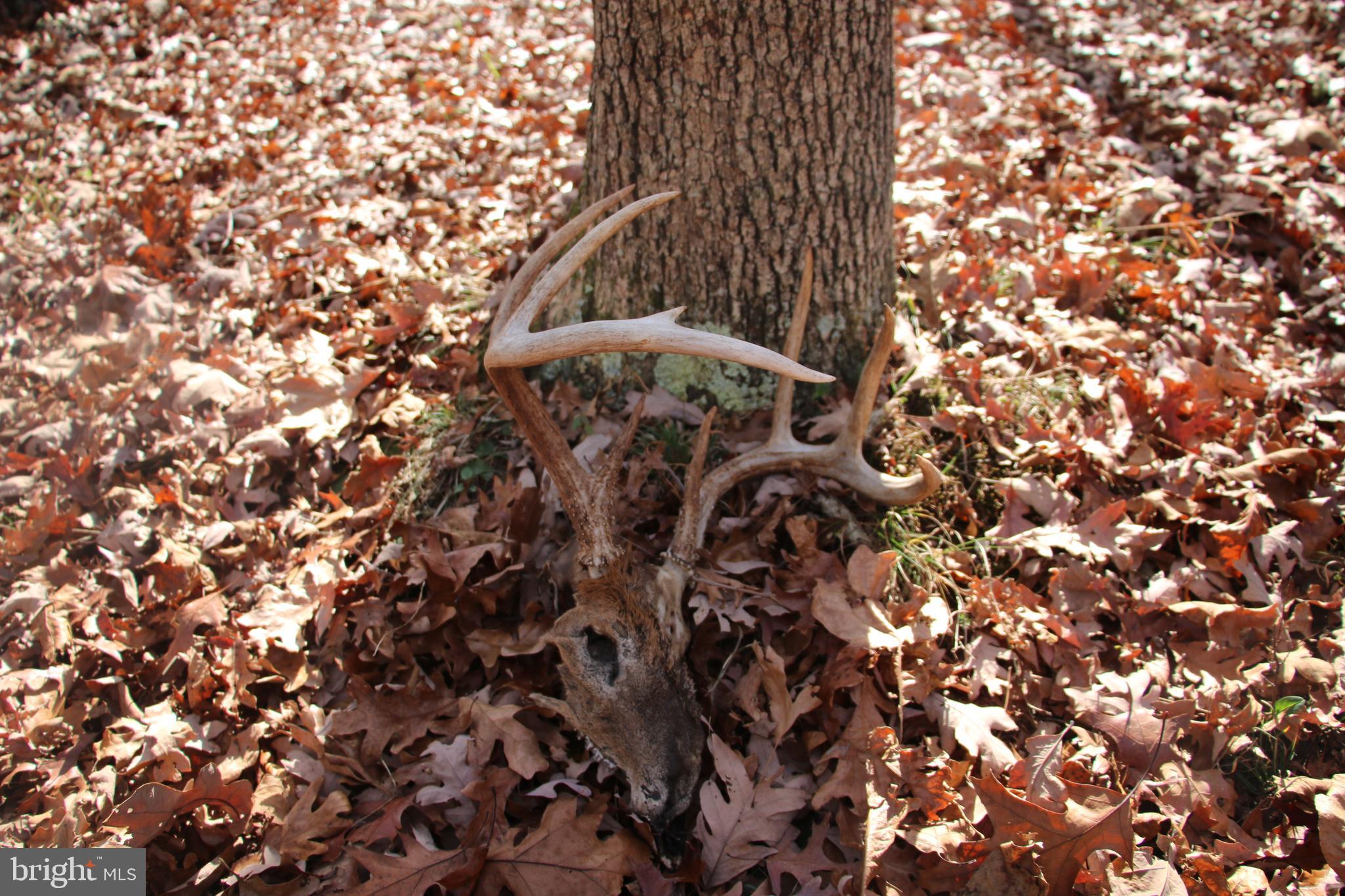 39 D Drive Front Royal, VA 22630 - Photo 25 of 70