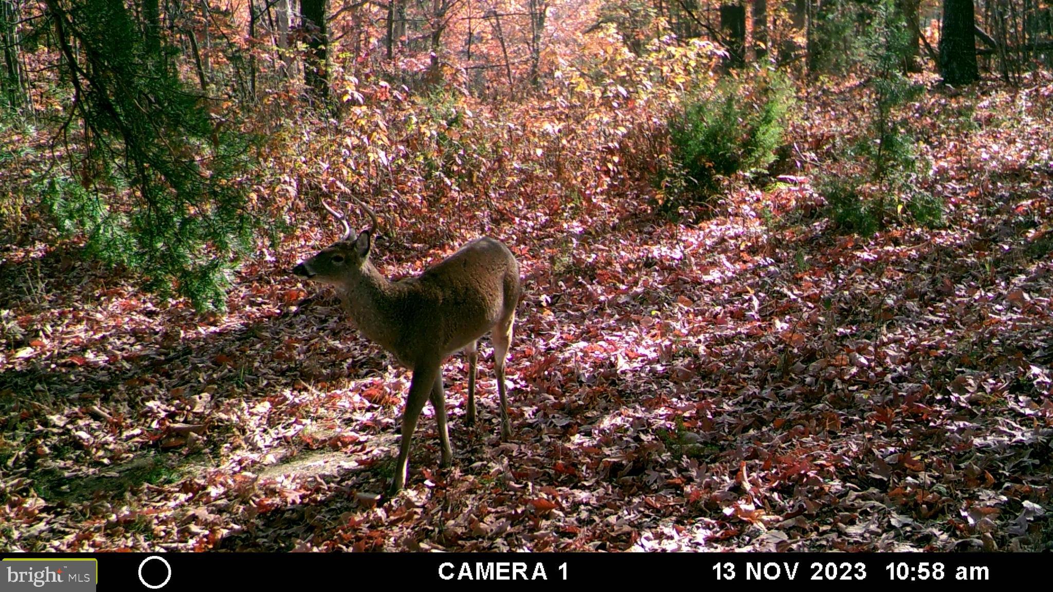 39 D Drive Front Royal, VA 22630 - Photo 32 of 70