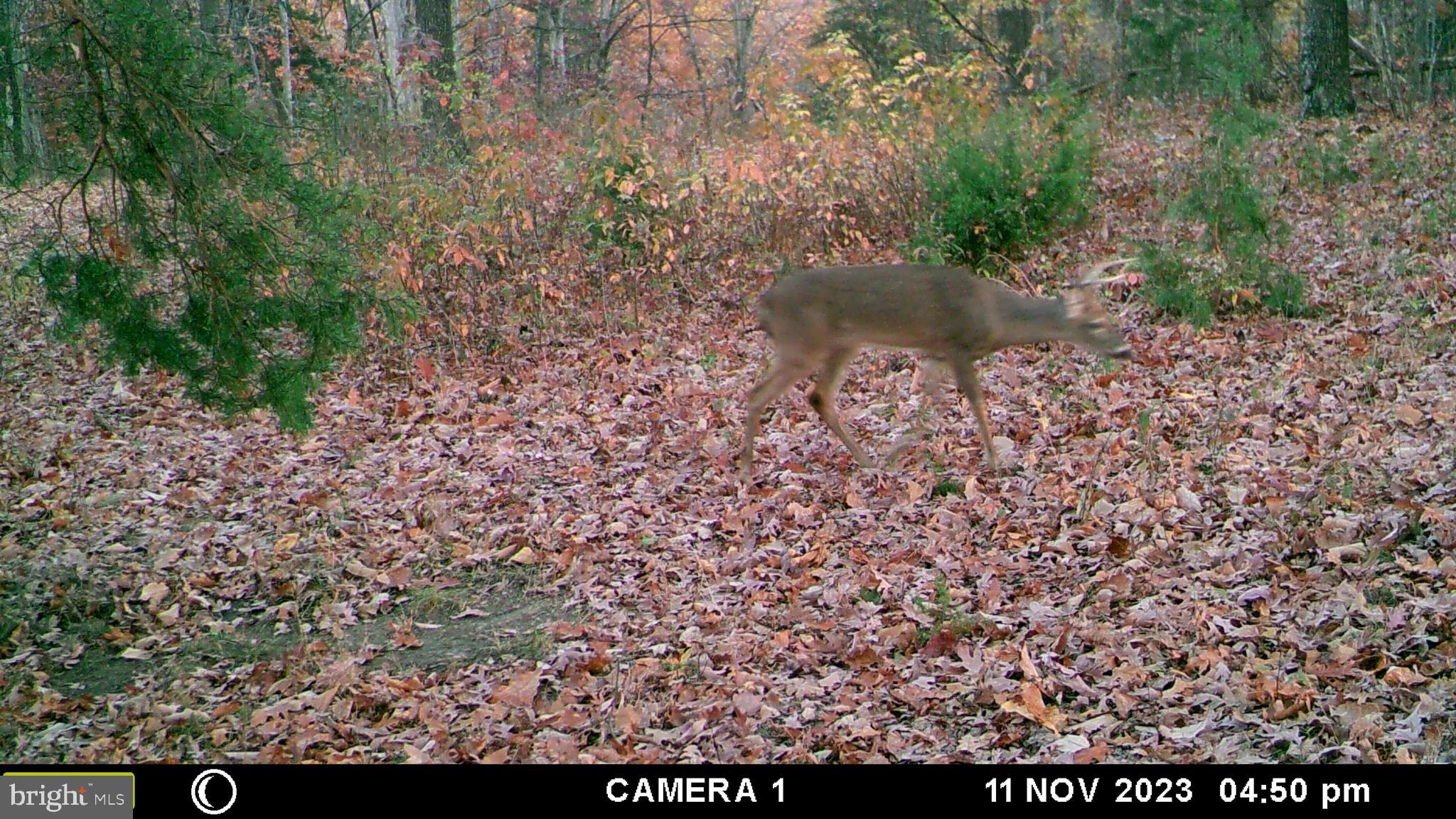 39 D Drive Front Royal, VA 22630 - Photo 42 of 70