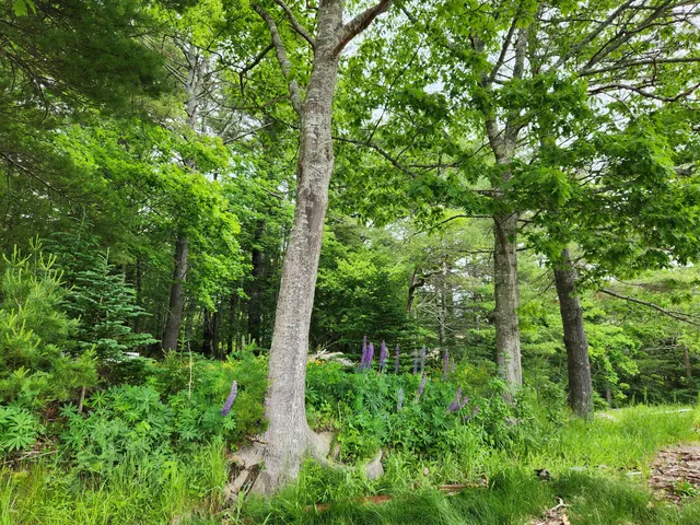 $488,000 | 1118 Surry Road, Surry, ME 04684