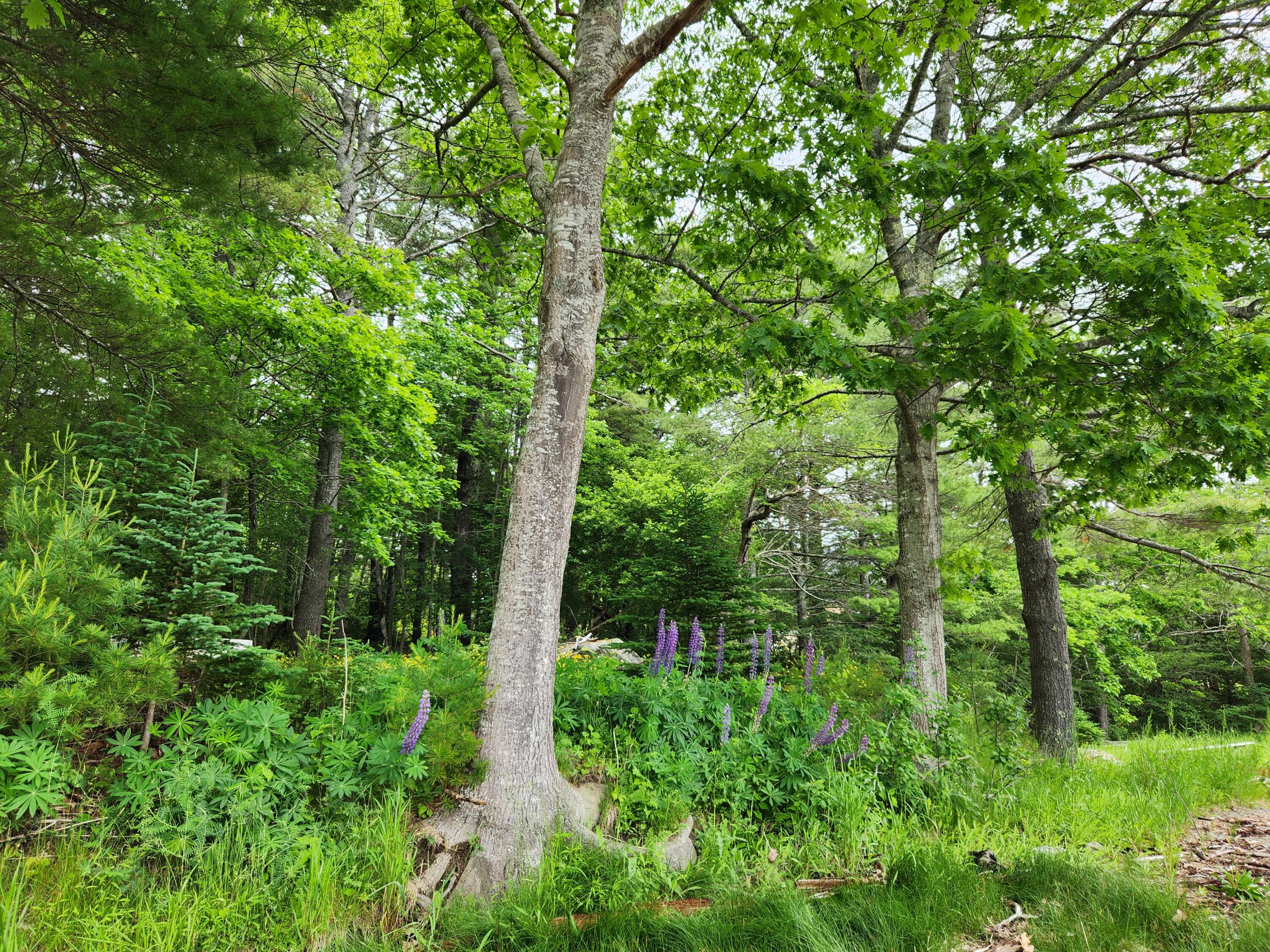 1118 Surry Road Surry, ME 04684 - Photo 27 of 33 20230619_123529