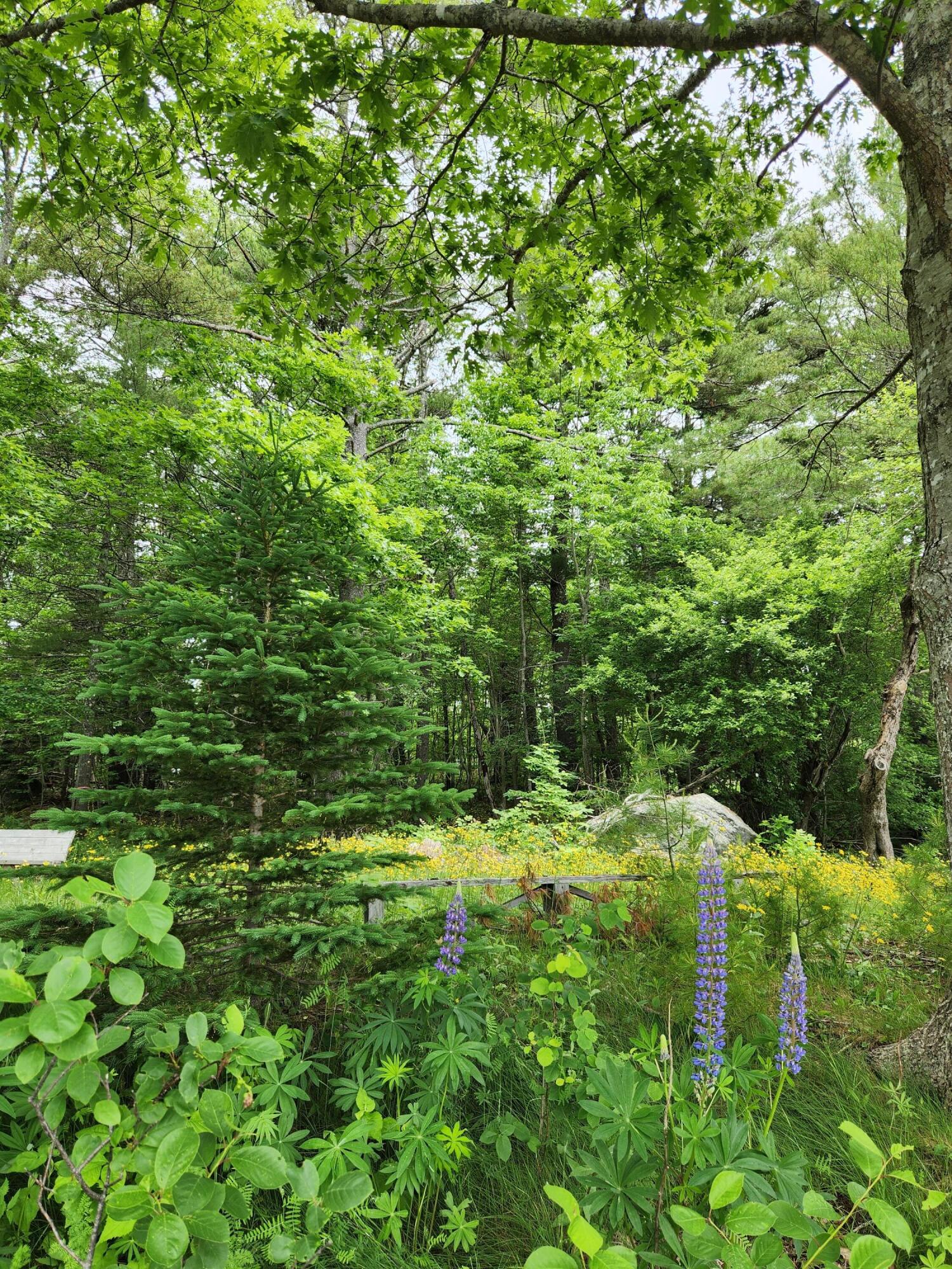 1118 Surry Road Surry, ME 04684 - Photo 28 of 33 20230619_124026