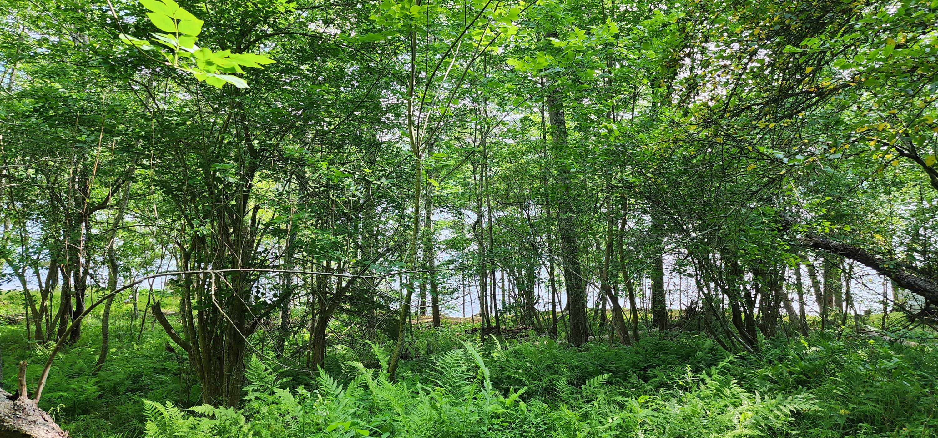 1118 Surry Road Surry, ME 04684 - Photo 31 of 33 20230708_161857