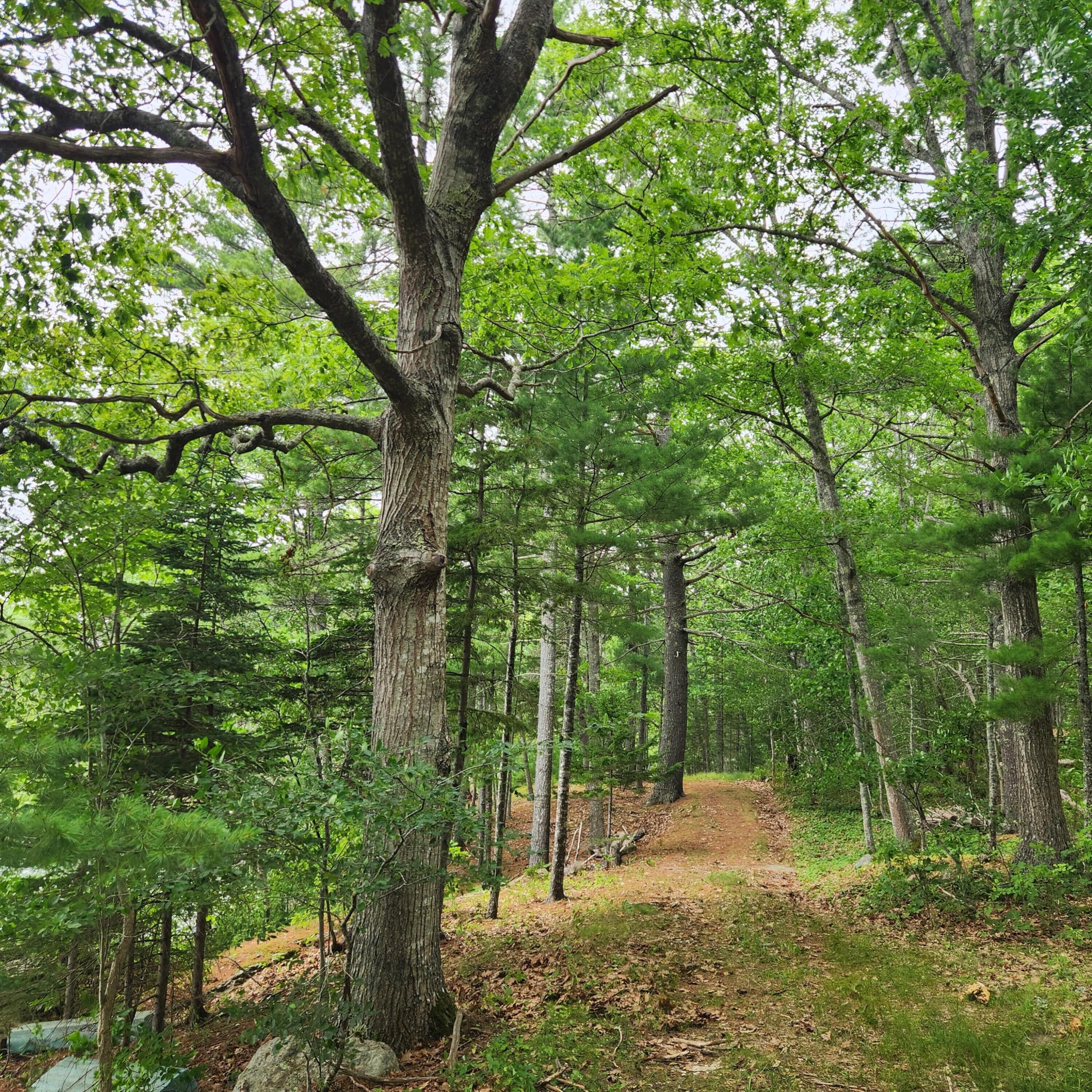 1118 Surry Road Surry, ME 04684 - Photo 33 of 33 20250727_142508
