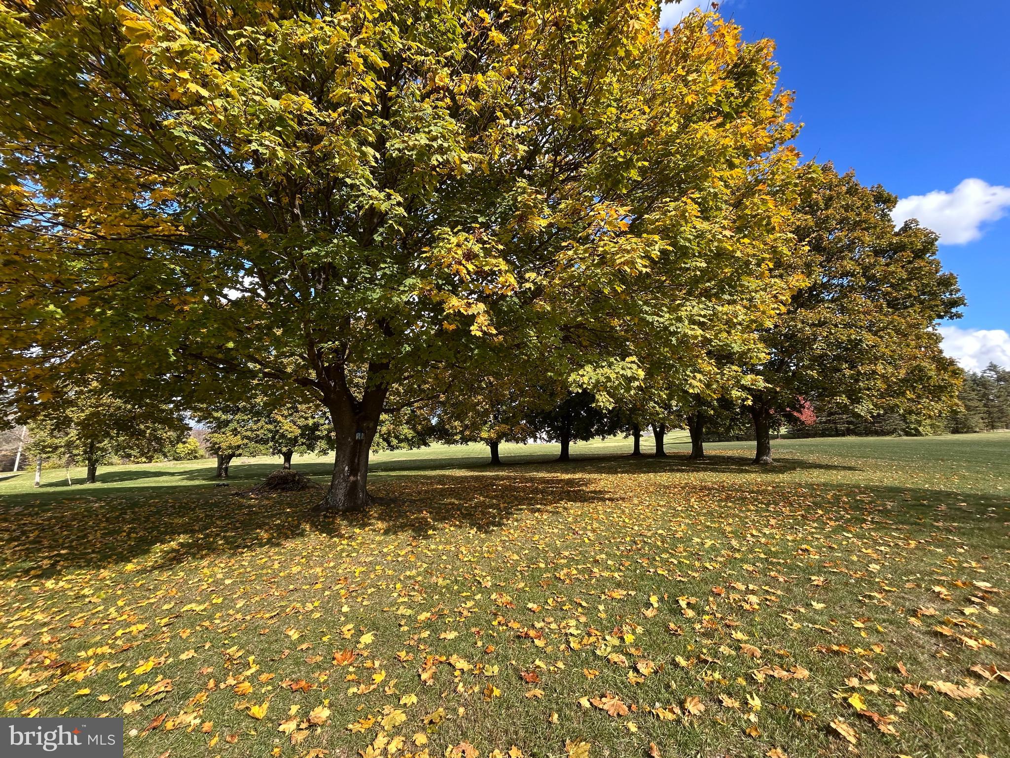 2068 Earlystown Road Centre Hall, PA 16828 - Photo 5 of 62 a view of a yard with an trees