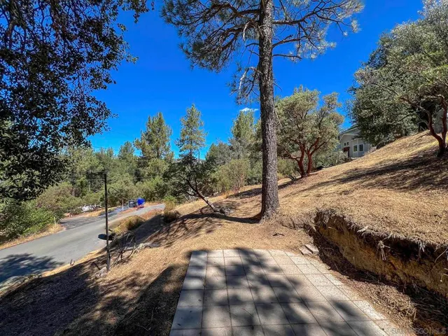 a view of a forest with a tree