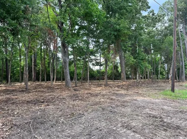 a view of a forest with trees in the background