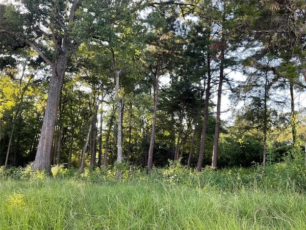 a view of a lush green forest
