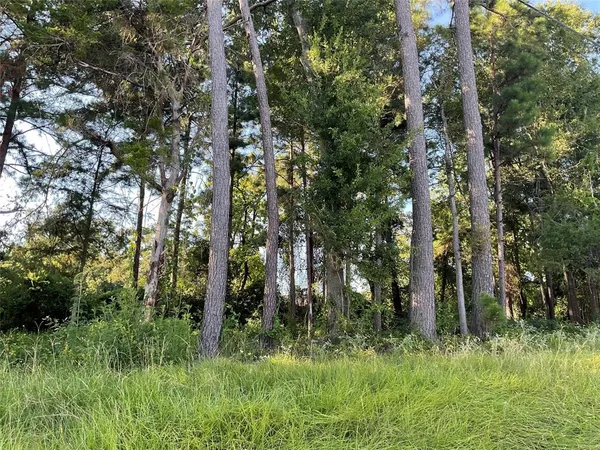 a view of forest
