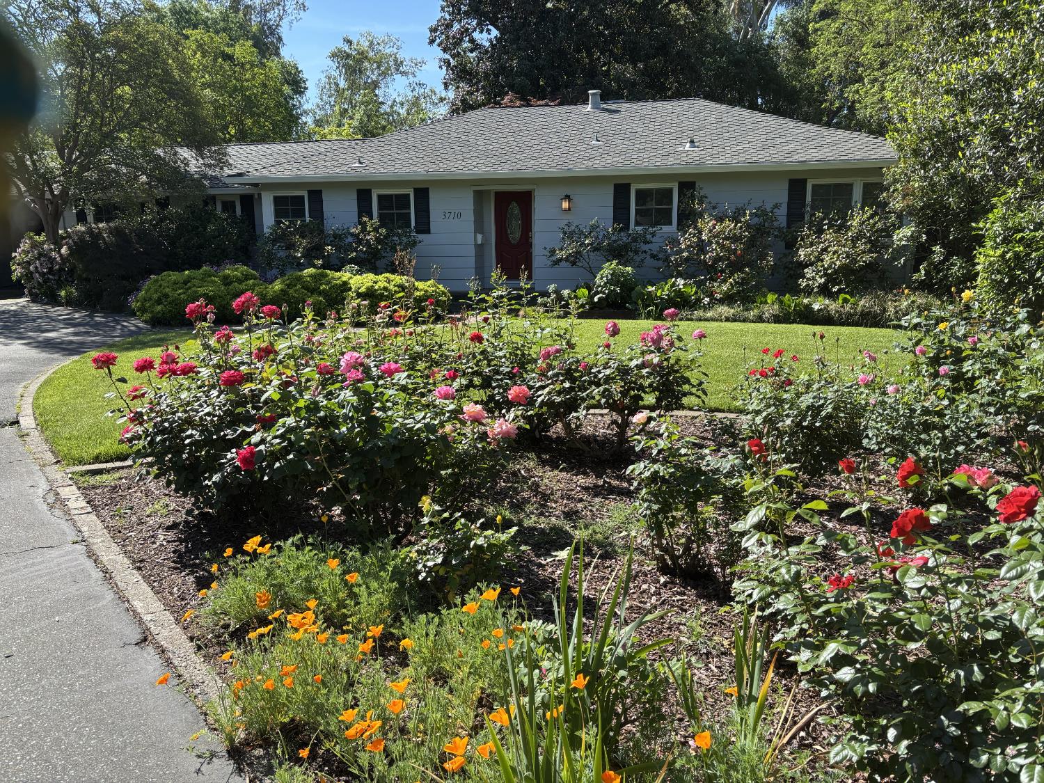 3710 Orchard Lane Sacramento, CA 95821 - Photo 11 of 78 Roses are starting to bloom