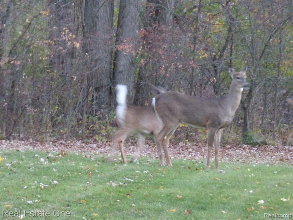 3509 Five Mile Road South Lyon, MI 48178 - Photo 43 of 45 Gallery Image 43