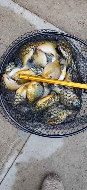 27686 Little Whitefish Road Garrison, MN 56450 - Photo 41 of 46