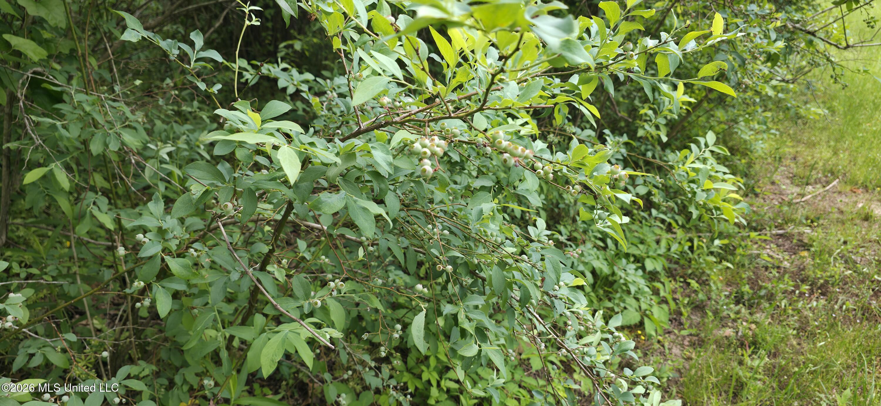 2014 Coldwater Church Road Meadville, MS 39653 - Photo 16 of 23 20260418_115151