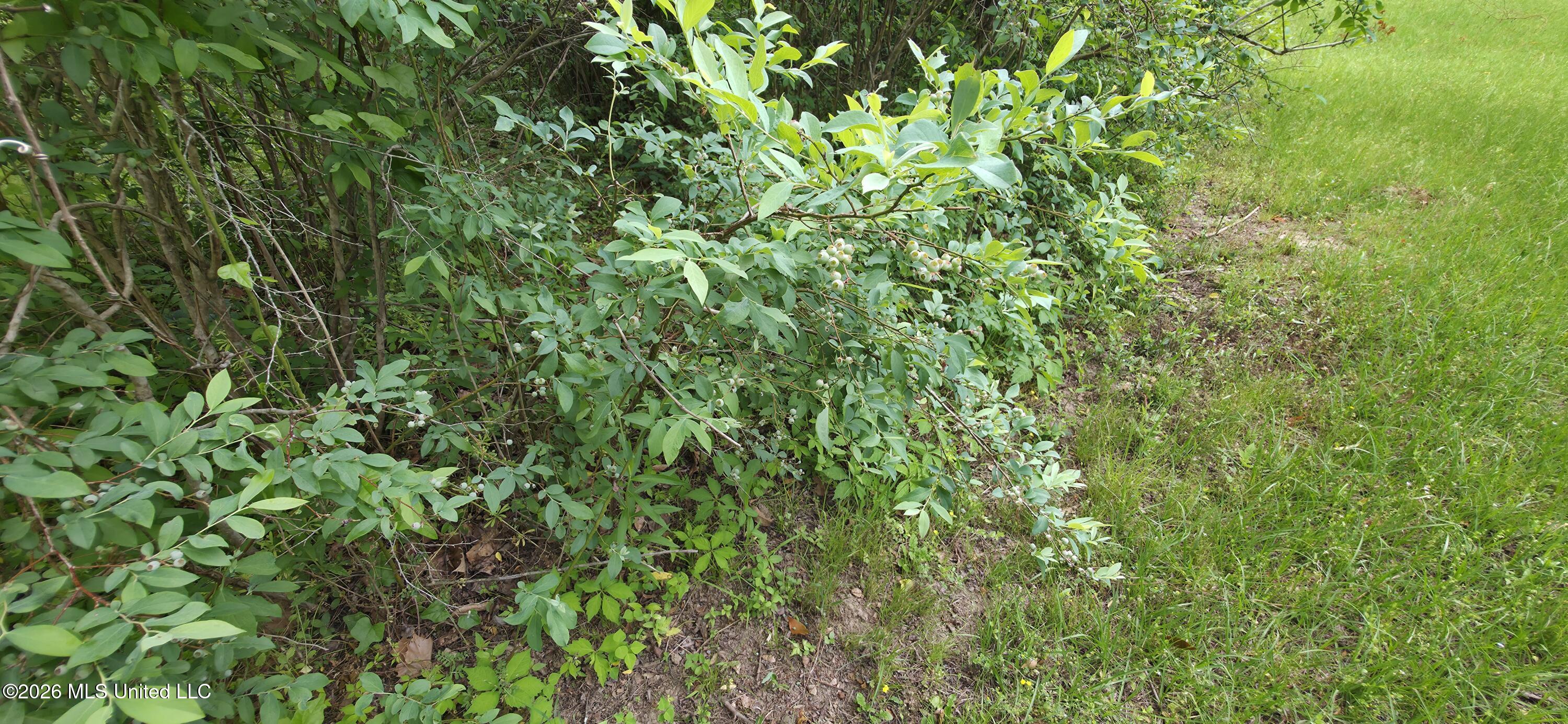 2014 Coldwater Church Road Meadville, MS 39653 - Photo 17 of 23 20260418_115201