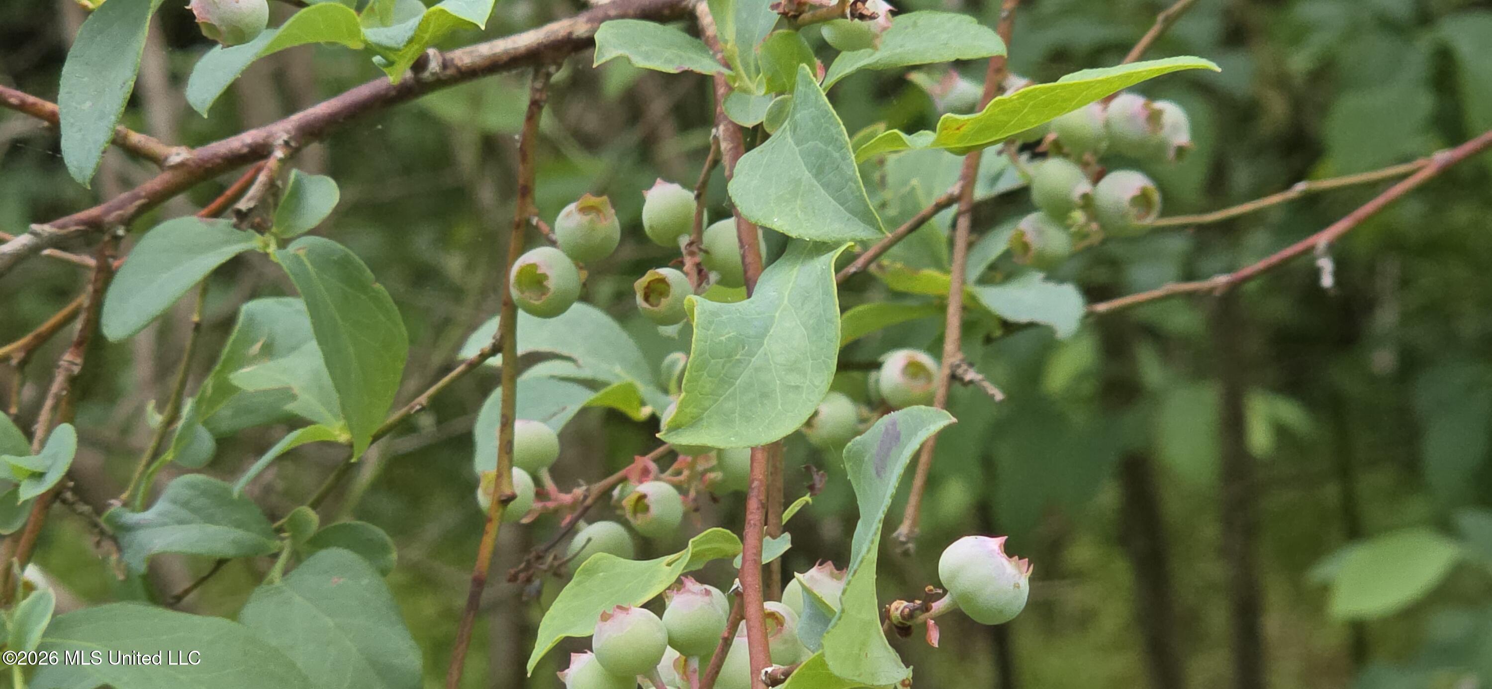 2014 Coldwater Church Road Meadville, MS 39653 - Photo 20 of 23 Blue Berries