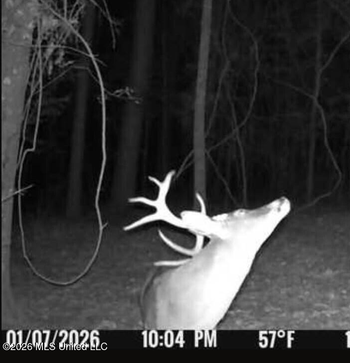 2014 Coldwater Church Road Meadville, MS 39653 - Photo 21 of 23 Buck