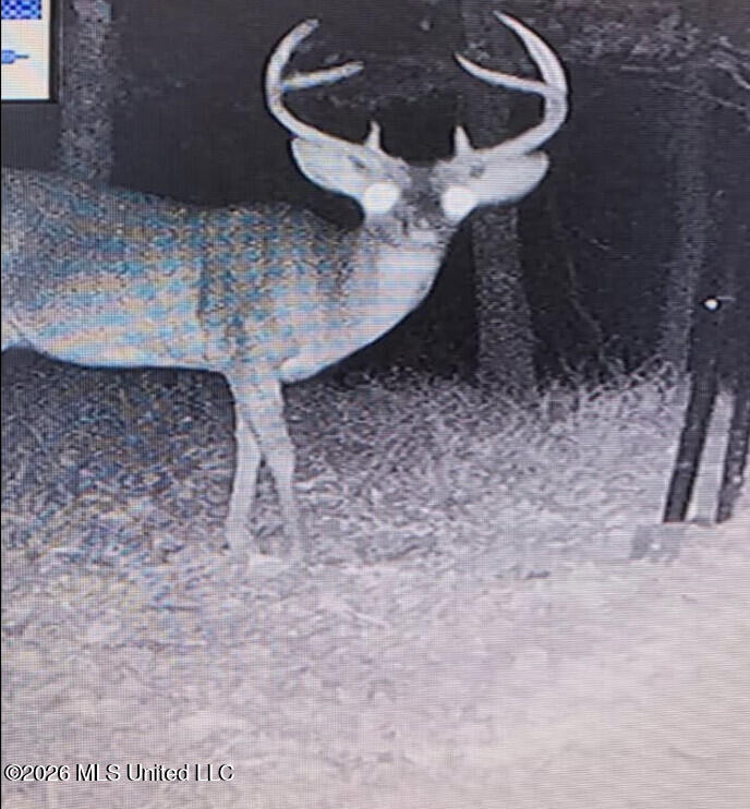 2014 Coldwater Church Road Meadville, MS 39653 - Photo 22 of 23 buck1