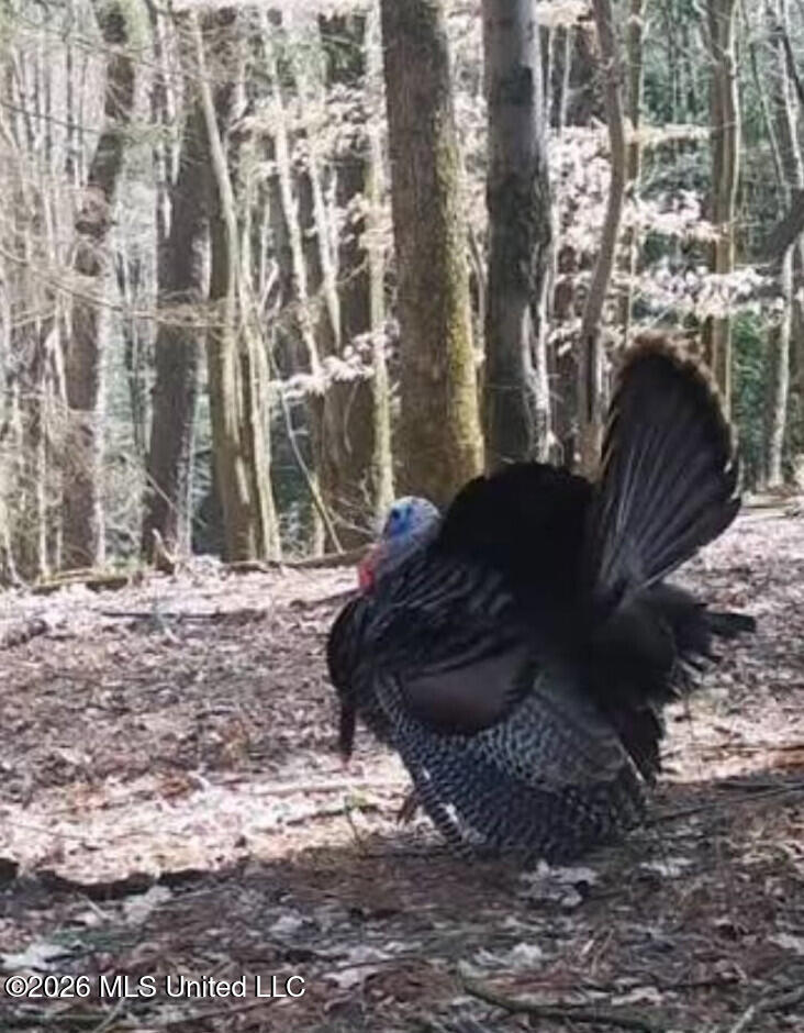 2014 Coldwater Church Road Meadville, MS 39653 - Photo 23 of 23 turkey