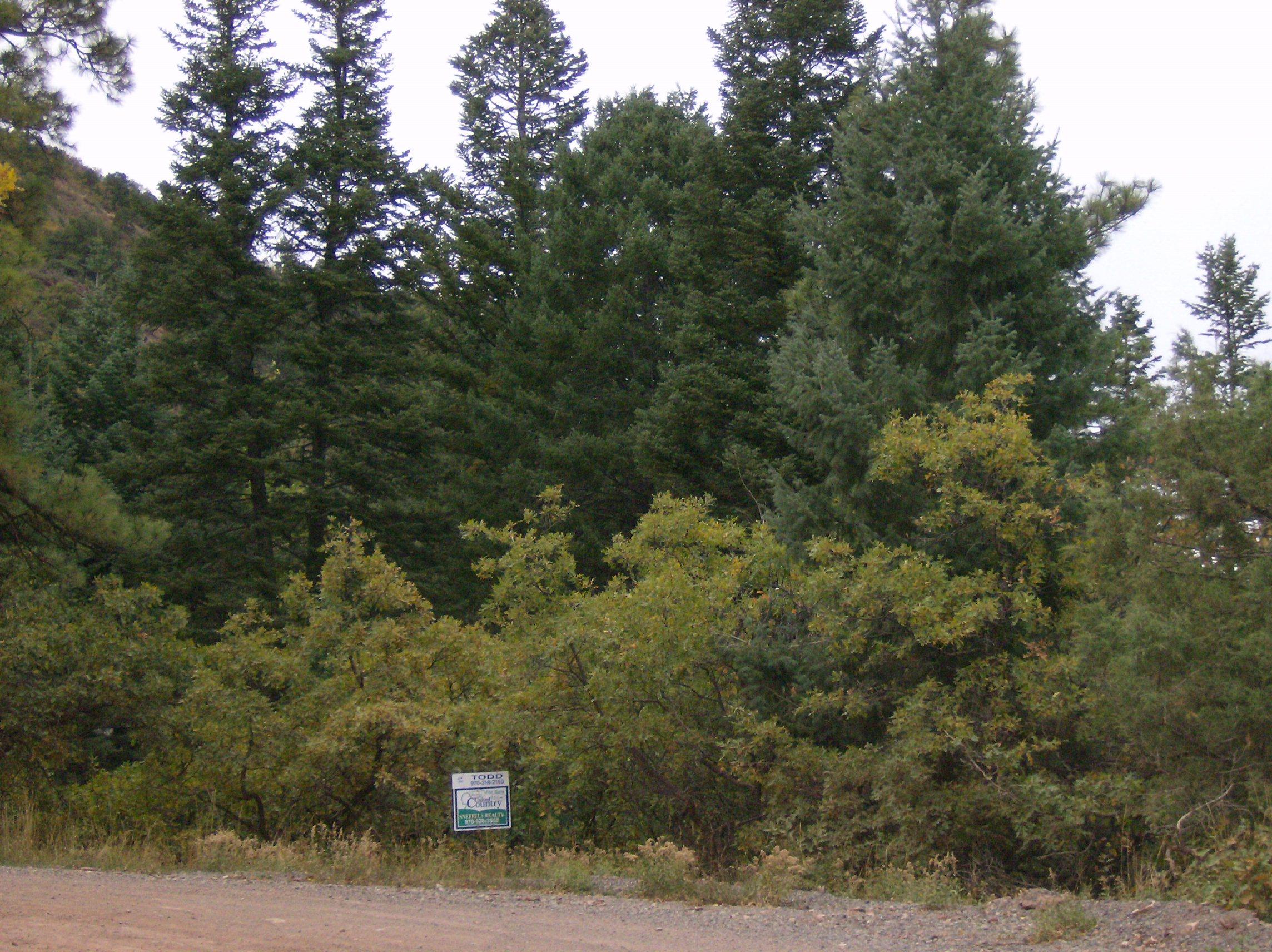 202 Elk Ridge Trail Ridgway, CO 81432 - Photo 2 of 8 HPIM0935