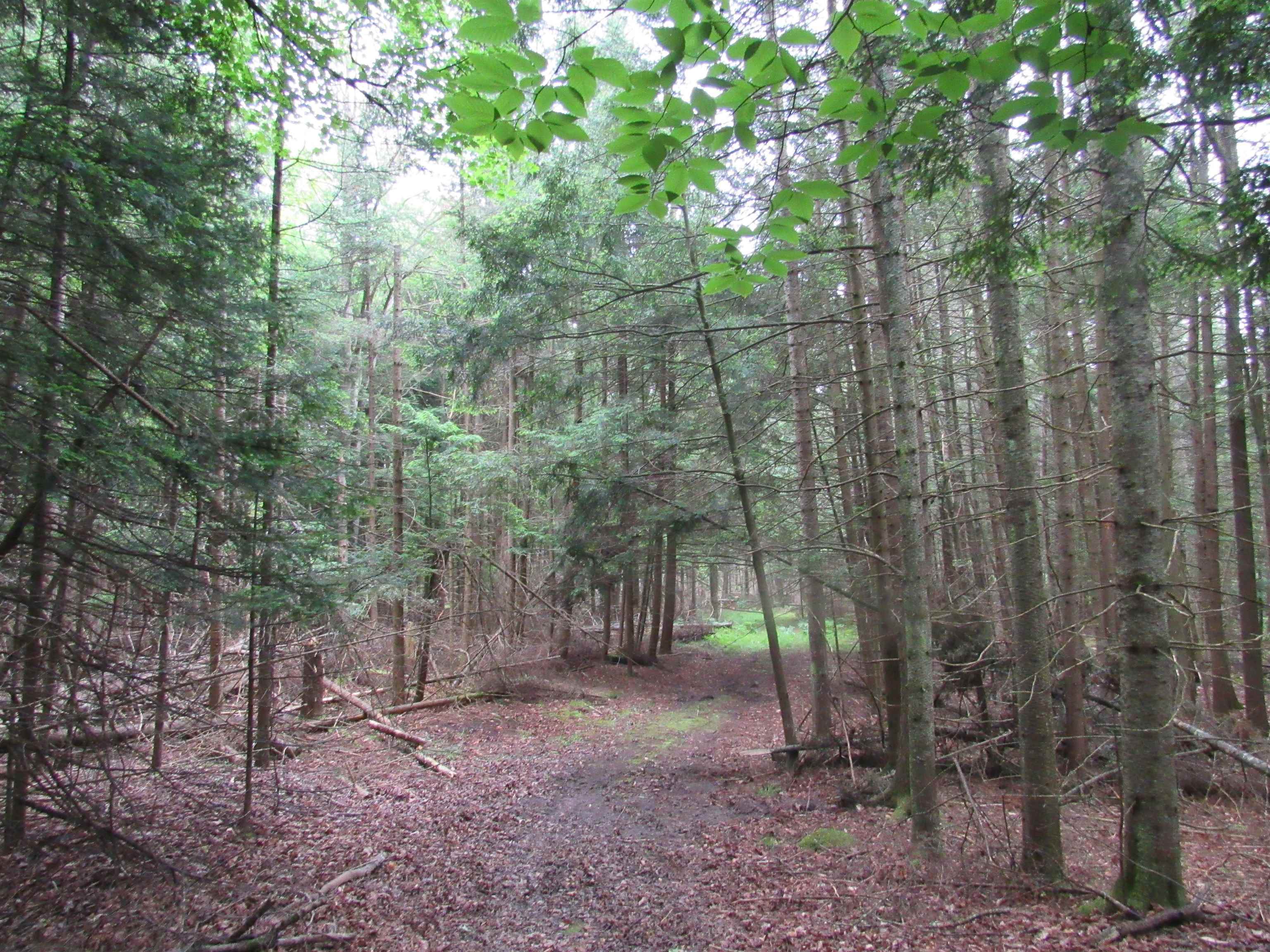 0 North Poor Farm Road Harrisville, MI 48740 - Photo 9 of 20