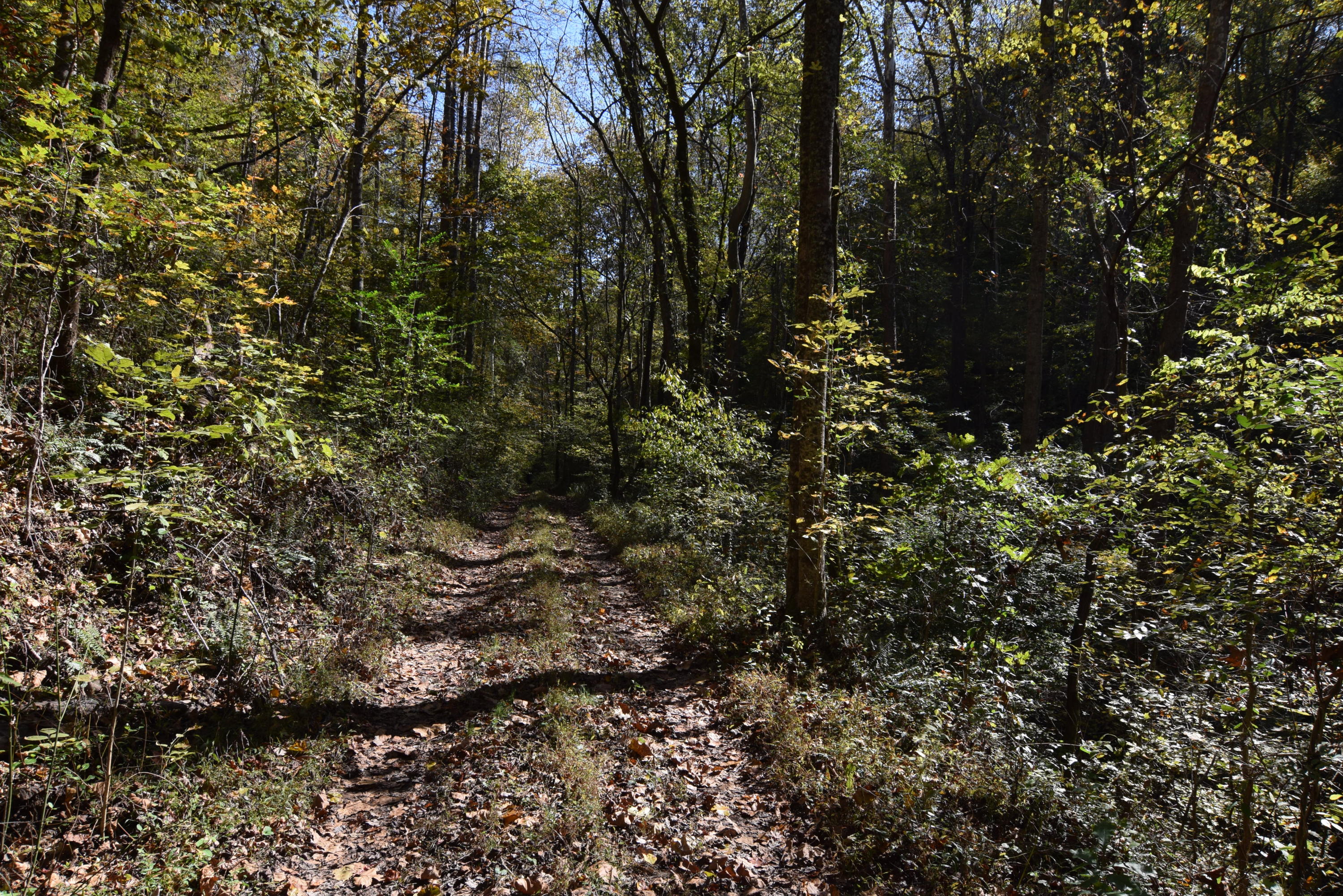Moser Lane Clinton, TN 37716 - Photo 4 of 22 DSC_0843
