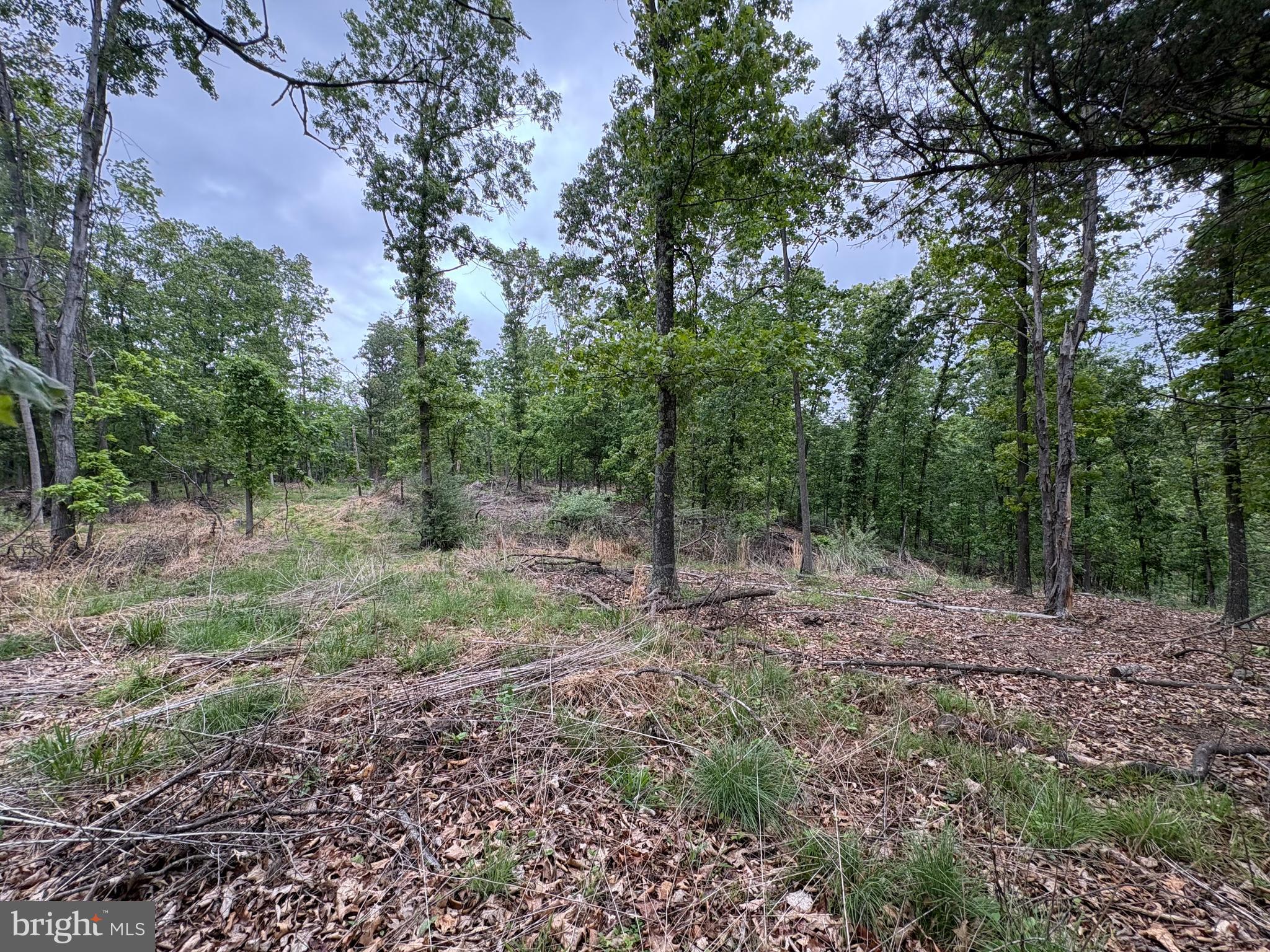 40.15-ac Middle Ridge Road Burlington, WV 26710 - Photo 23 of 47