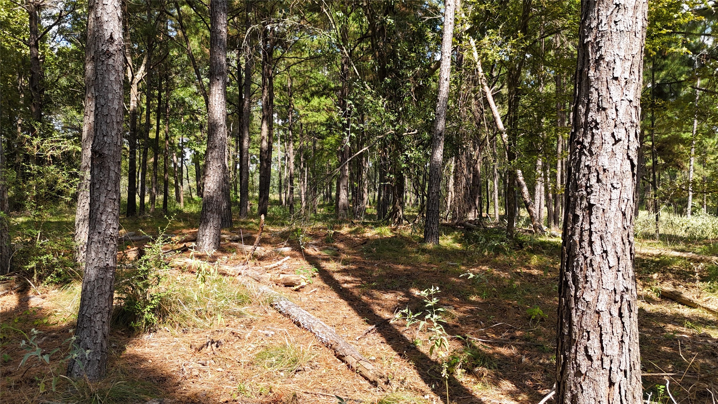 Tbd Tbd Cherokee Trail Lovelady, TX 75851 - Photo 2 of 12 7-8 acres of underbrush cleared.
