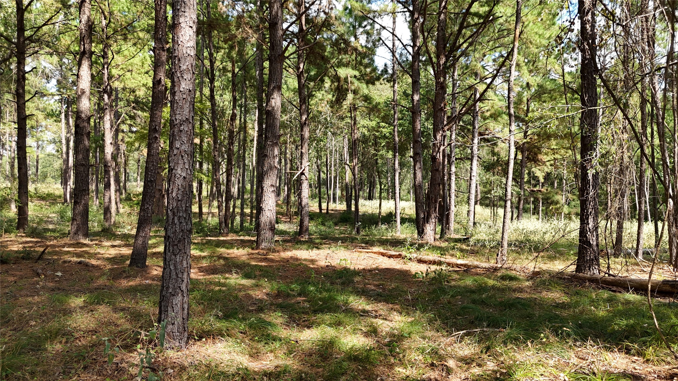 Tbd Tbd Cherokee Trail Lovelady, TX 75851 - Photo 3 of 12 7-8 acres of underbrush cleared.