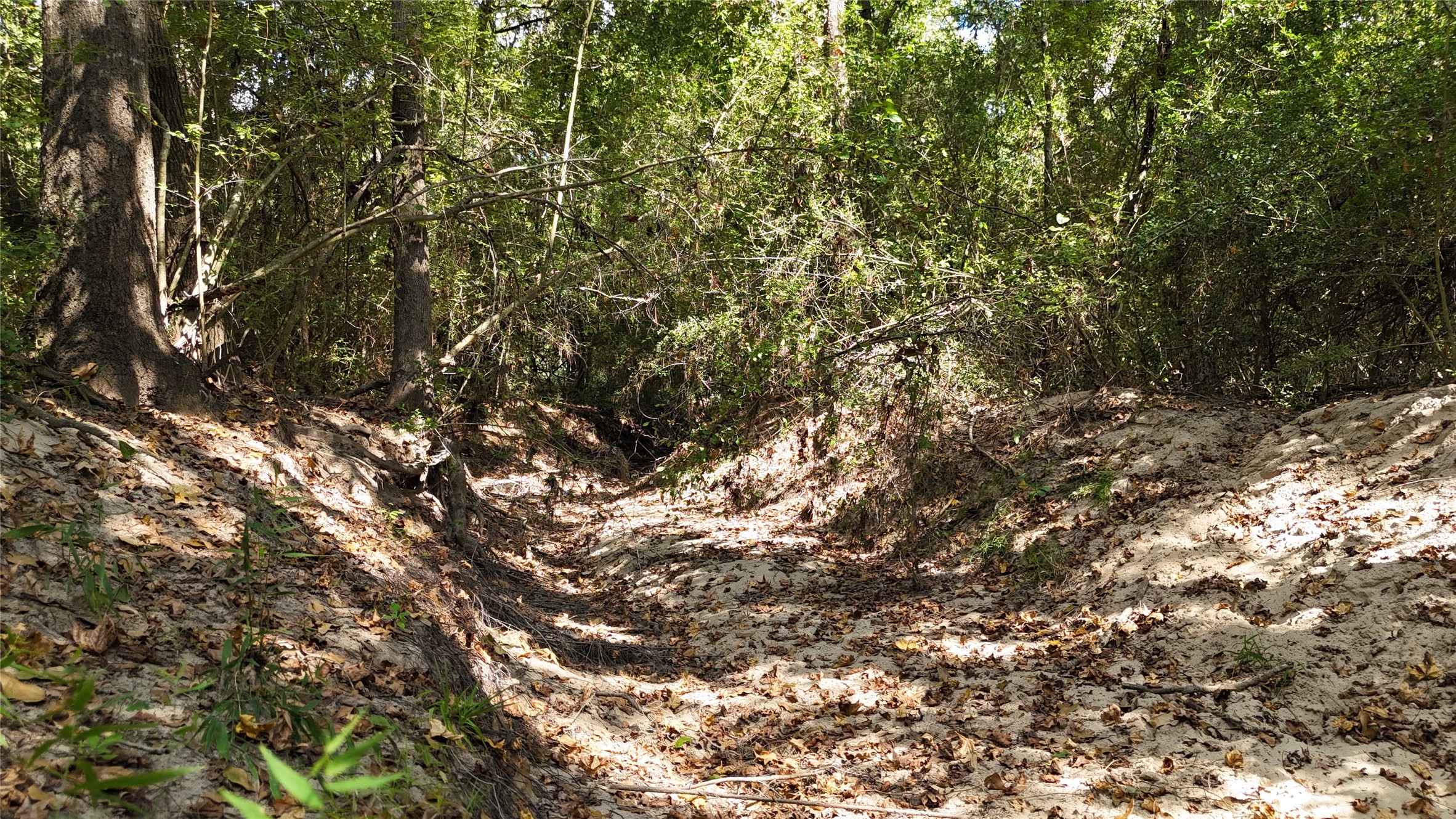 Tbd Tbd Cherokee Trail Lovelady, TX 75851 - Photo 5 of 12 Beautiful creek runs along the backside of the property.