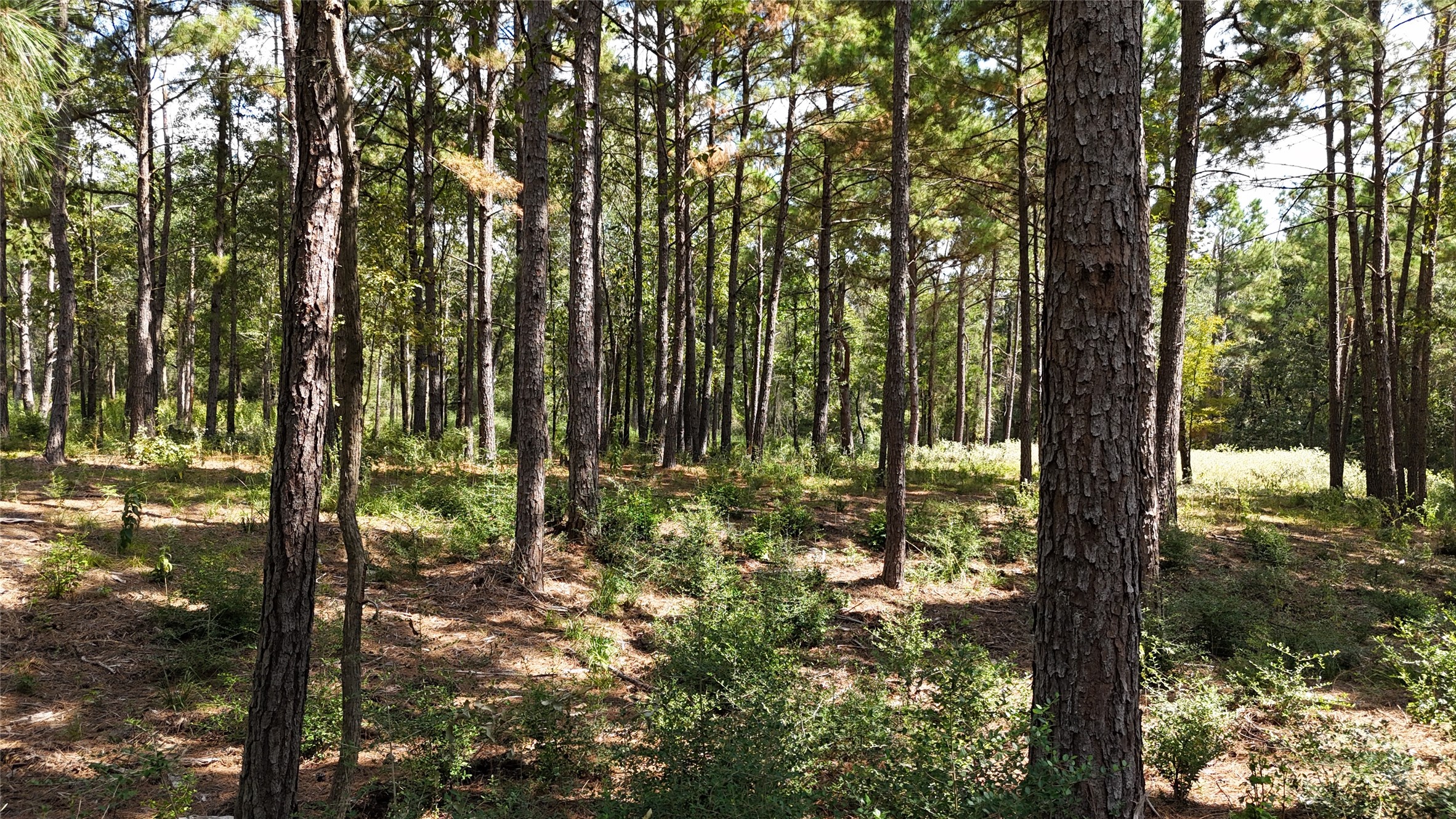 Tbd Tbd Cherokee Trail Lovelady, TX 75851 - Photo 6 of 12 Plenty of level ground for a future homesite.
