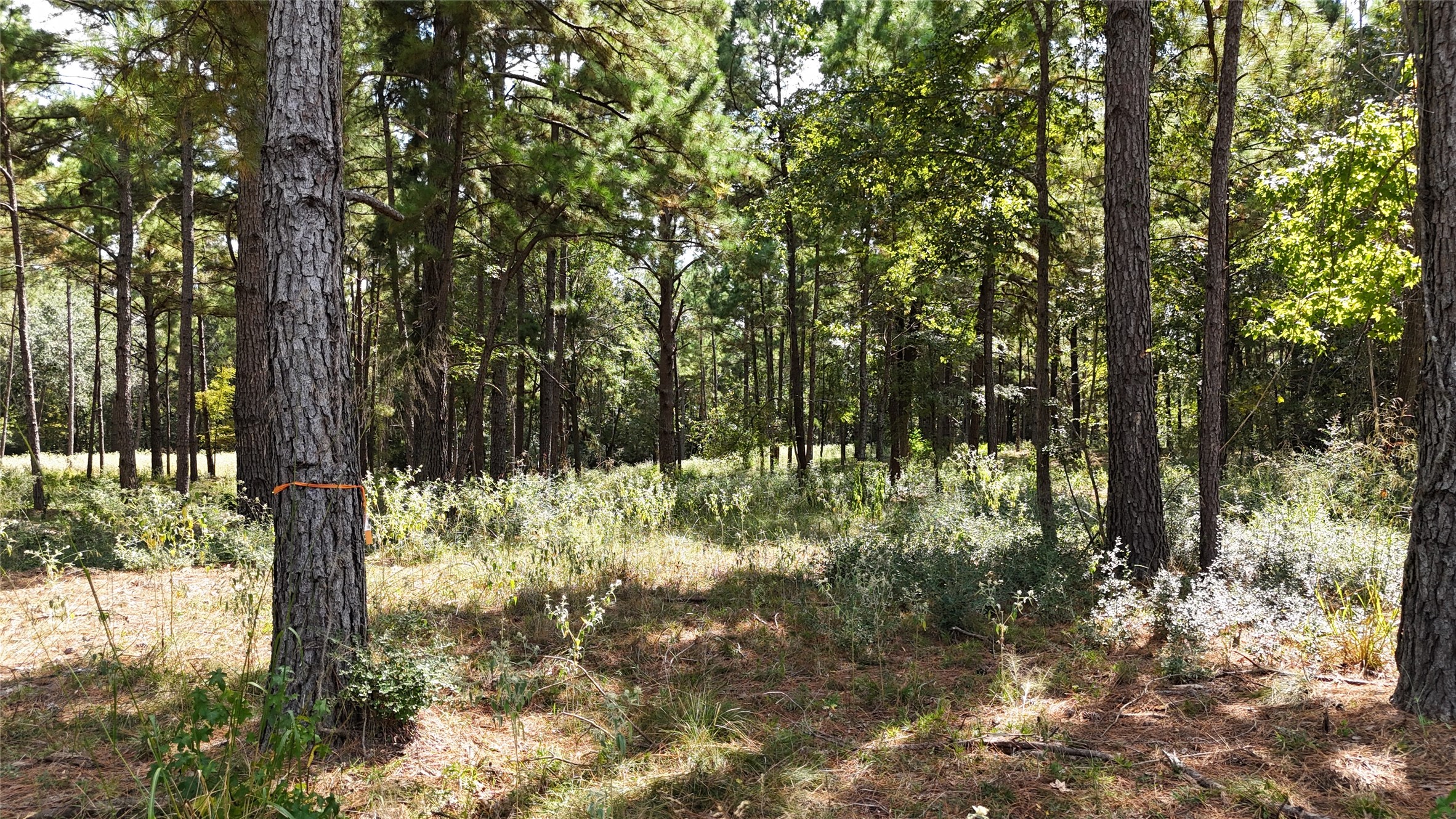 Tbd Tbd Cherokee Trail Lovelady, TX 75851 - Photo 7 of 12 Full of wildlife!