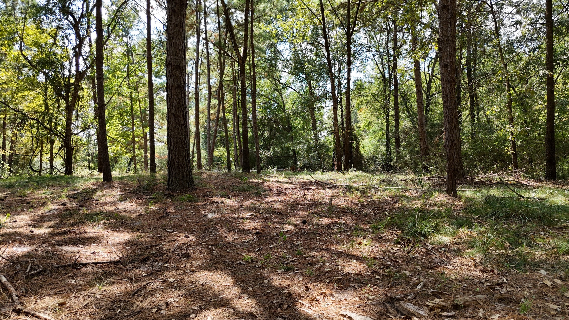Tbd Tbd Cherokee Trail Lovelady, TX 75851 - Photo 8 of 12 Mature pine trees and hardwood.