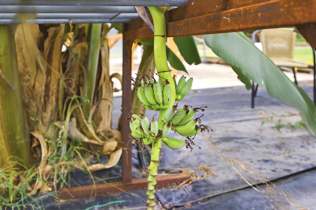 4020 Farm To Market 515 Emory, TX 75440 - Photo 26 of 39 Producing Banana Tree