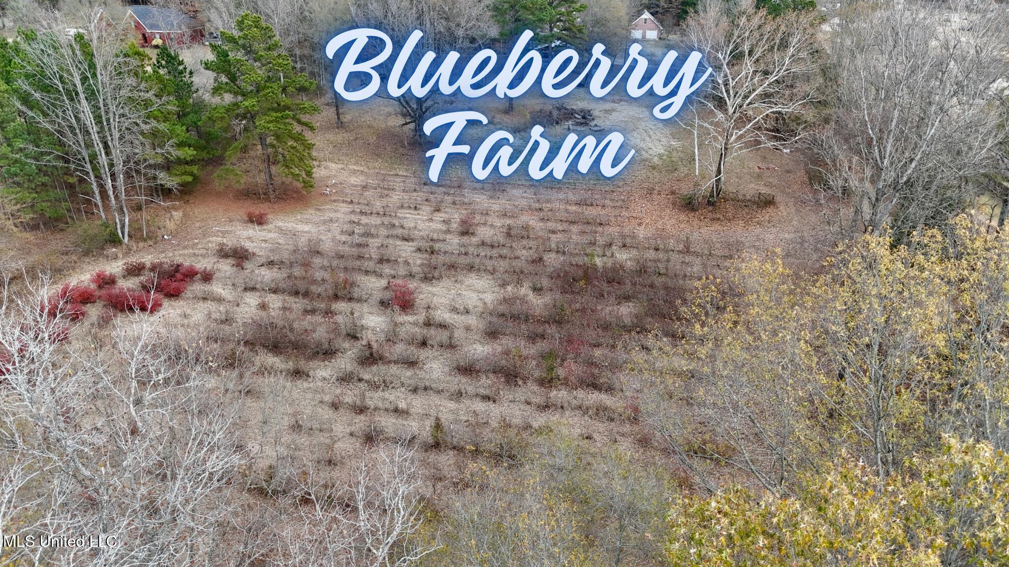 1200 Craft Road Olive Branch, MS 38654 - Photo 4 of 36 Blue Berry Farm