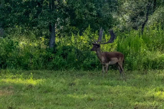 a view of backyard of house with green space