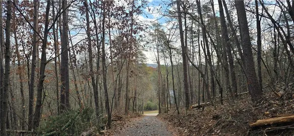 a view of forest