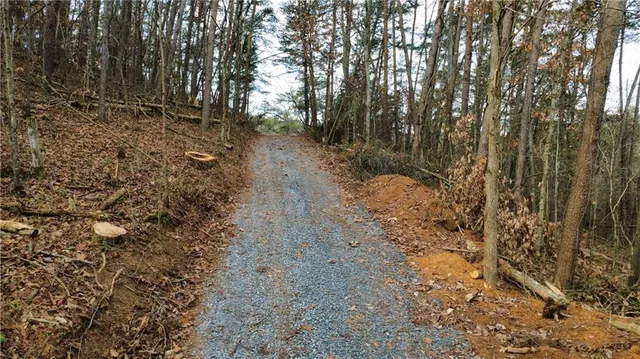 a view of a forest with trees in the background