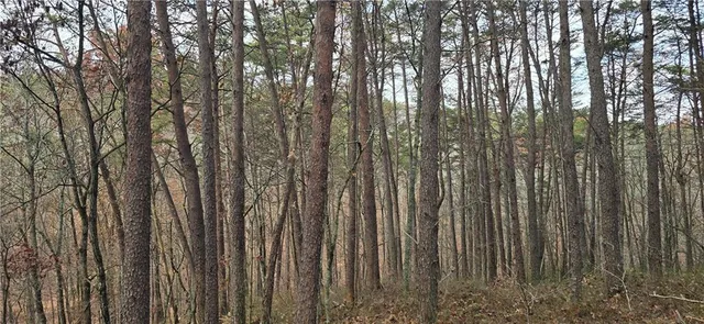 a view of lots of trees