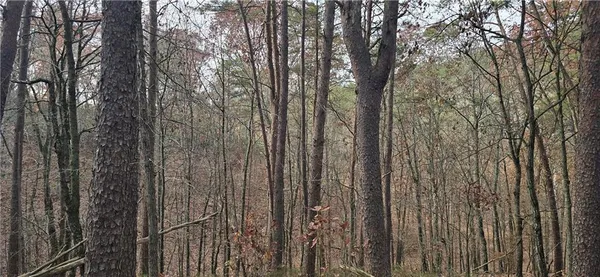 a view of forest