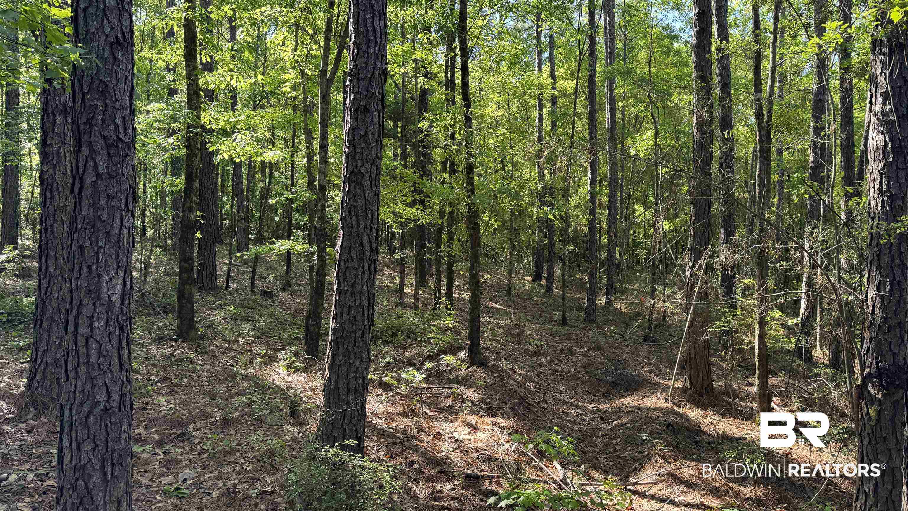 0 Eddie Jackson Road Brewton, AL 36426 - Photo 15 of 18