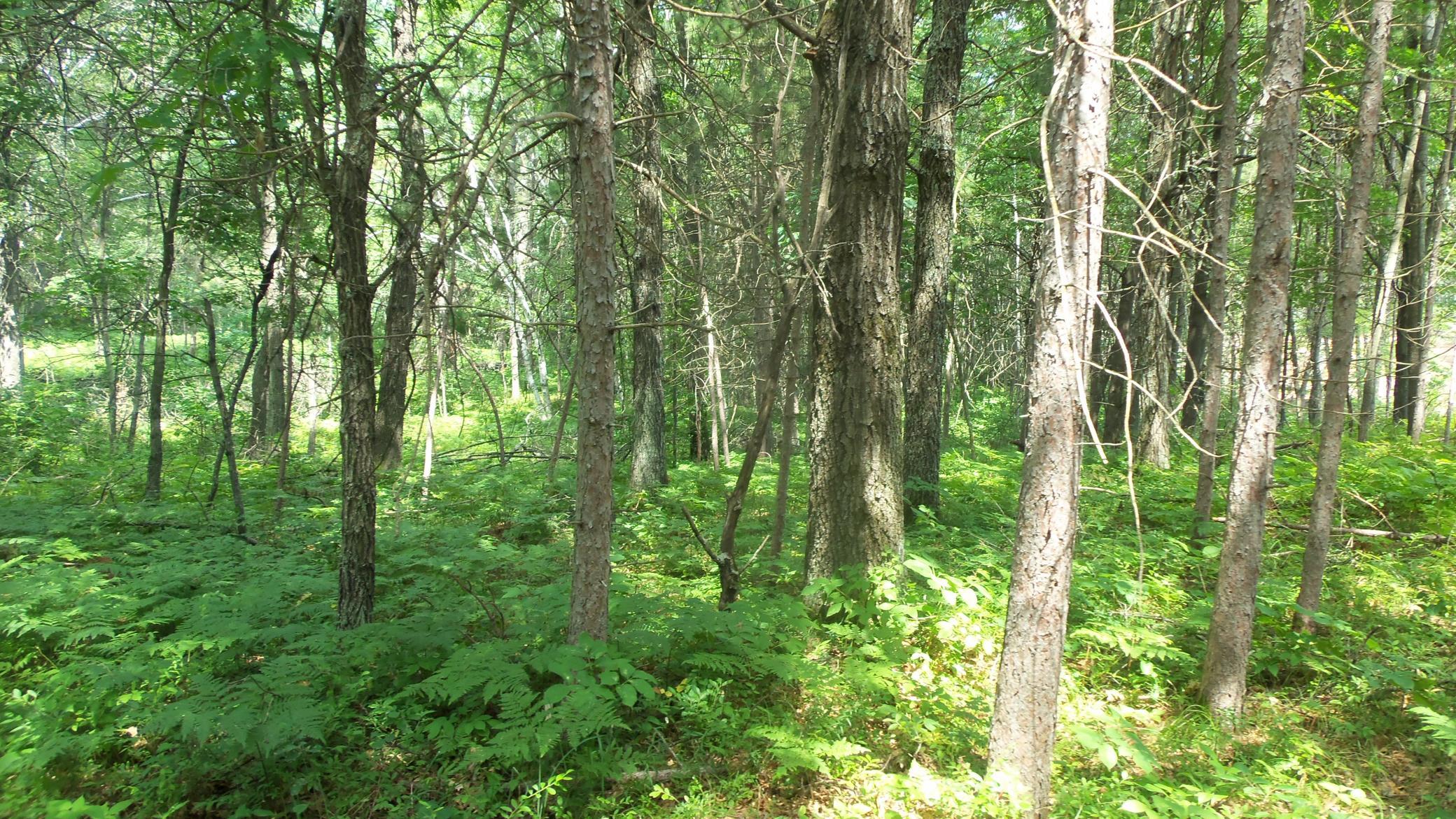 Lot 2 Birch Tree Trail Spooner, WI 54801 - Photo 6 of 14 Gallery Image 6