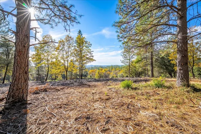 a view of a yard with plants and trees
