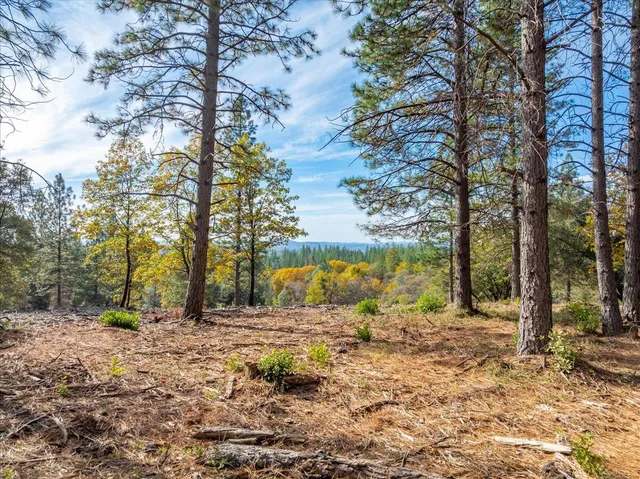 a view of open space with trees