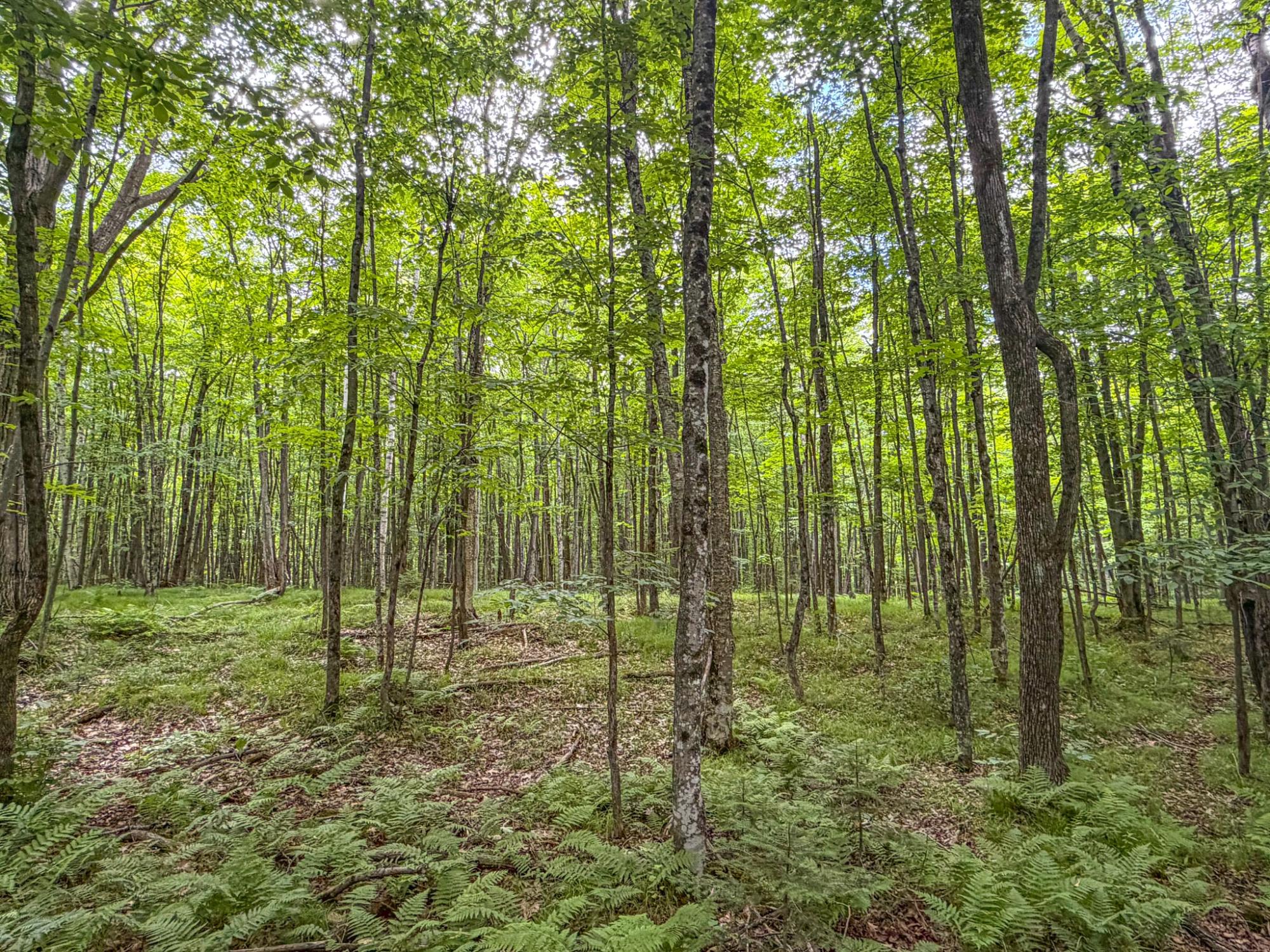 30-acres 30-acres Dover Road East Phillips, WI 54555 - Photo 5 of 15
