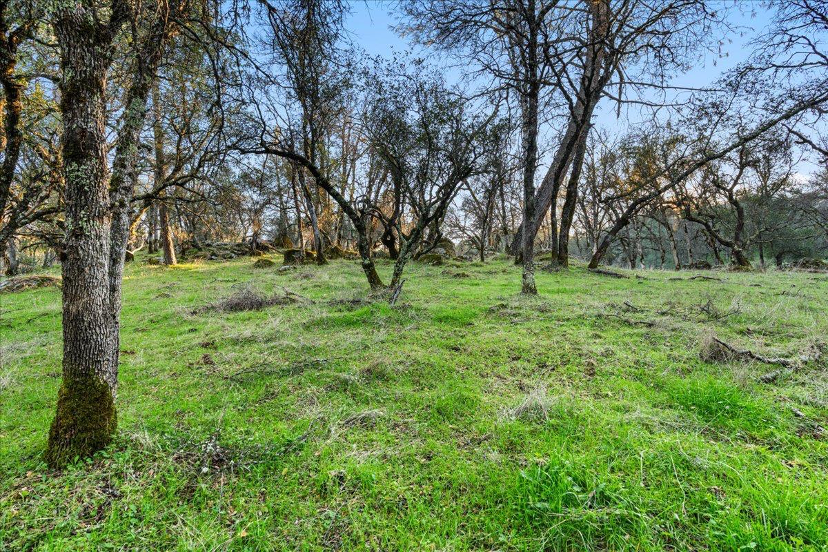 14481 Oak Ridge Road Grass Valley, CA 95949 - Photo 11 of 46 a big yard with lots of green space and deers