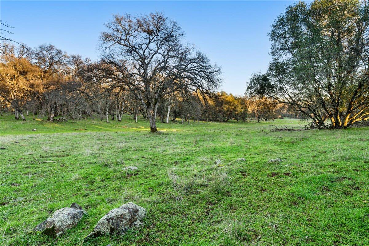 14481 Oak Ridge Road Grass Valley, CA 95949 - Photo 12 of 46 a view of a green field with lots of bushes